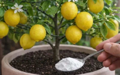 4 fertilizzanti limone