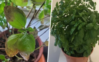 5 segreti pianta basilico