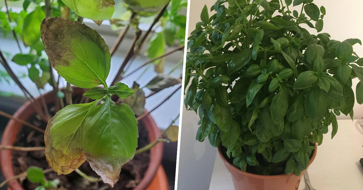 5 segreti pianta basilico