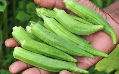 Benefici dellocra
