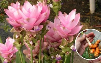 Coltivare e fare fiorire la curcuma (1)