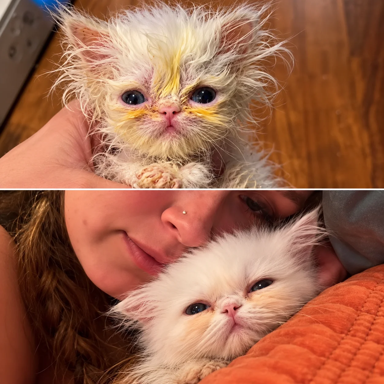 Métamorphose d’un chaton sauvé