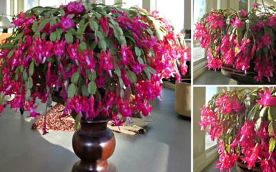 Far fiorire cactus di natale (1)