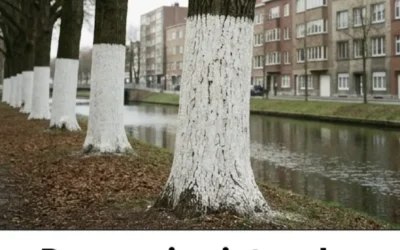 Pourquoi peint on les troncs darbres en blanc.jpg (1)